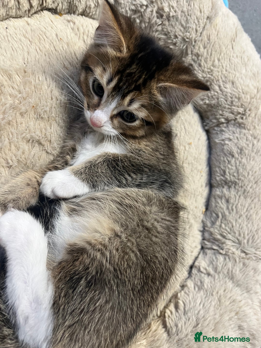 Mixed Breed cats for sale: 🐾 5 Stunning Mixed 8 week old Kittens  - Advert 18