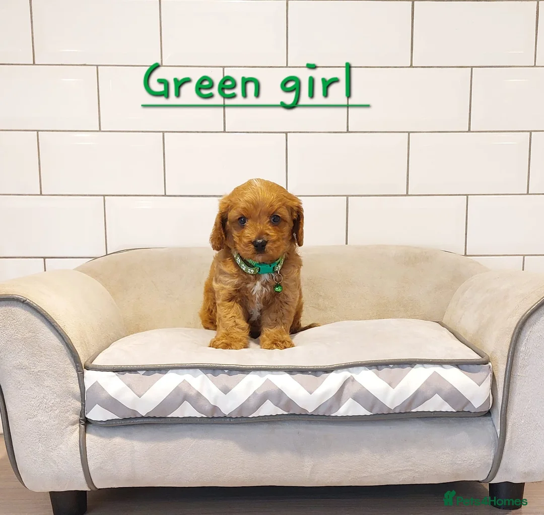 Cavapoo dogs for sale: F1 Cavapoo puppies 💝 - Advert 8