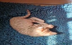 Bengal cats for sale: TICA Family-raised Bengal Kittens Vet Checked - Image 24