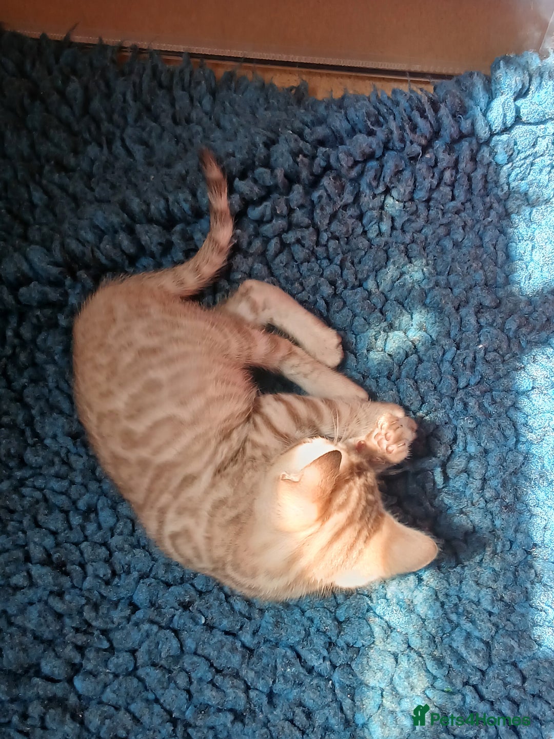 Bengal cats for sale: TICA Family-raised Bengal Kittens Vet Checked - Image 24
