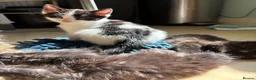 British Shorthair cats for sale: READY TO GO! 1 FEMALE black and white kitten! - Advert 10