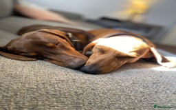 Miniature Dachshund dogs for stud: Kc, pra clear Miniature smooth dachshund. in King's Lynn - Image 21