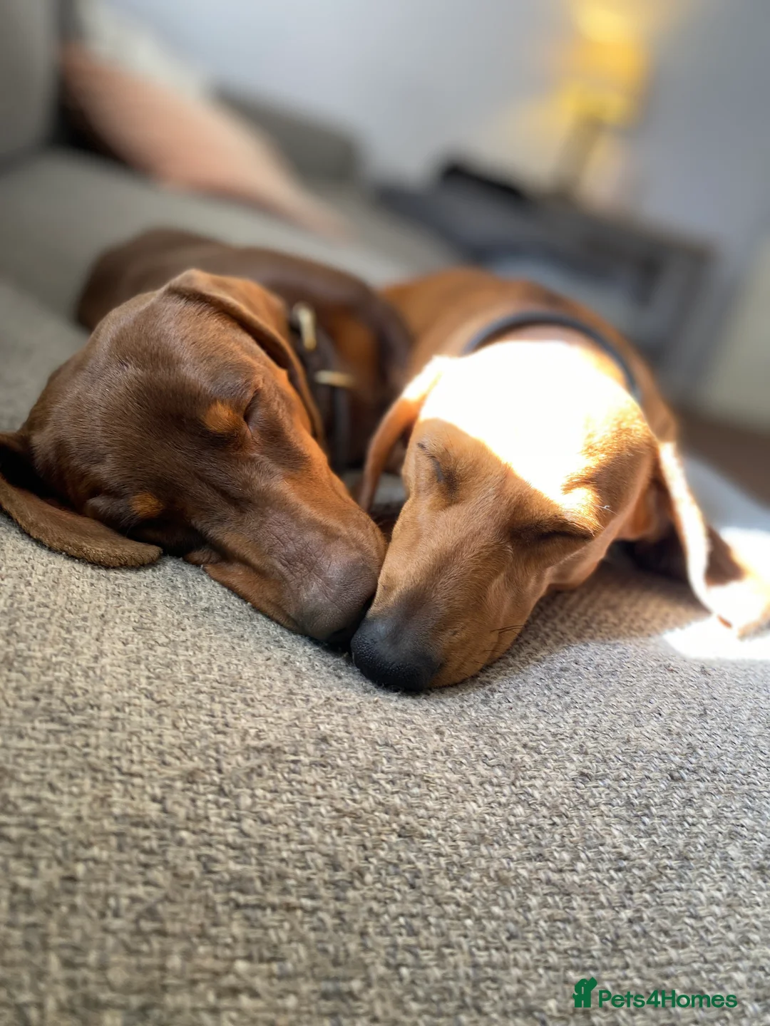 Miniature Dachshund dogs for stud: Kc, pra clear Miniature smooth dachshund. in King's Lynn - Advert 21