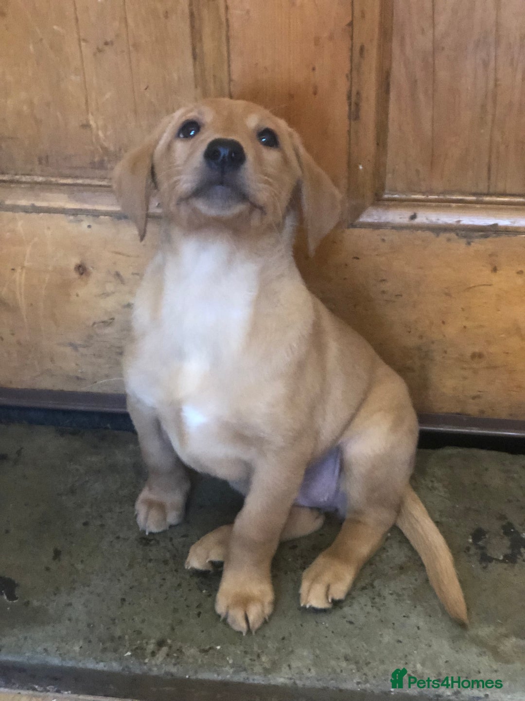 Labrador Retriever dogs for sale: Beautiful Kc registered Royal bloodline Labrador  - Advert 12