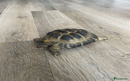 Tortoise reptiles for sale: Male horse field tortoise  - Image 3