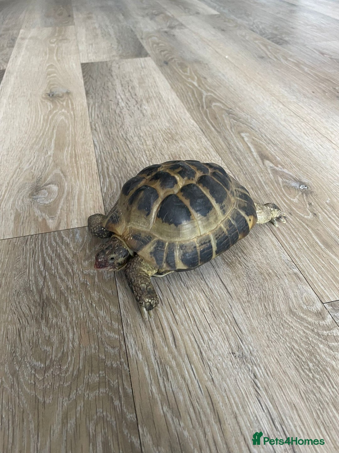 Tortoise reptiles for sale: Male horse field tortoise  - Image 3
