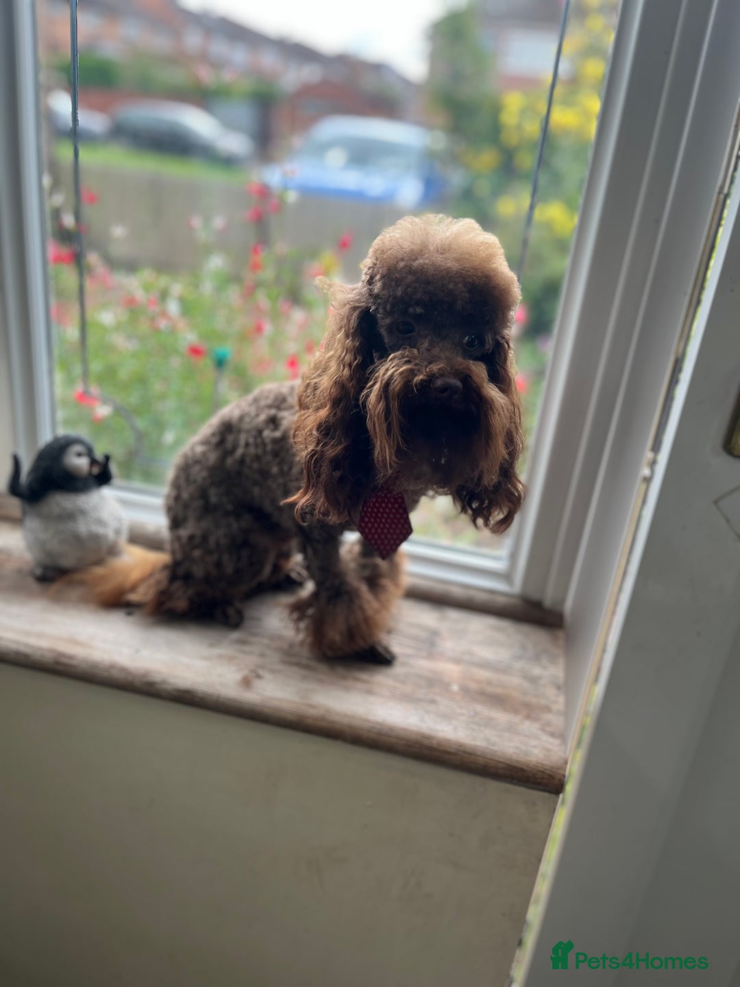 Toy Poodle dogs for stud: K.C Chocolate ToyPoodle at Stud in Coventry - Advert 9