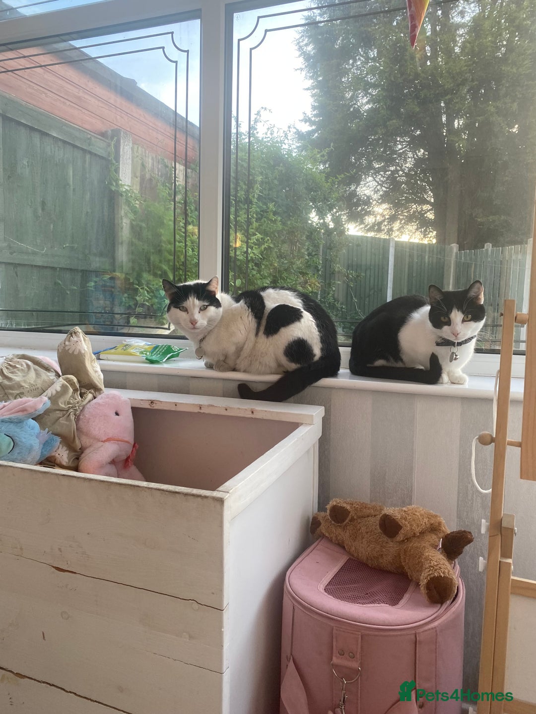 Mixed Breed cats for sale: Rehoming Our Girl - Image 5