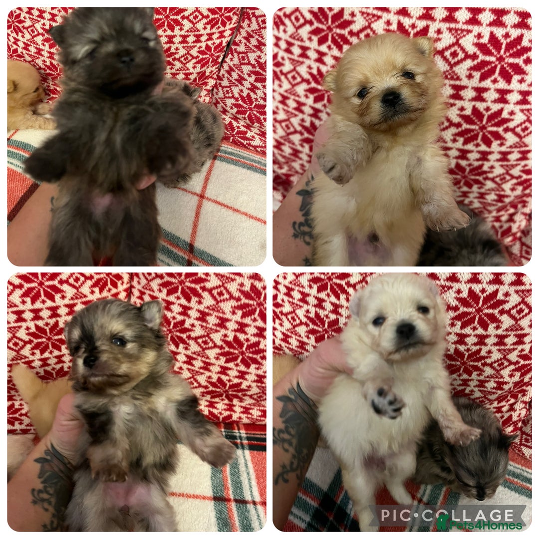 Pomeranian dogs for sale: Stunning Pomeranian puppys - Advert 39