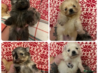 Pomeranian dogs Stunning Pomeranian puppys - Advert 11