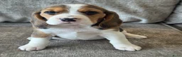 Beagle dogs for sale: 🐶 BEAUTIFUL KC REGISTERED CHUNKY BEAGLE PUPPIES🐶 - Advert 18