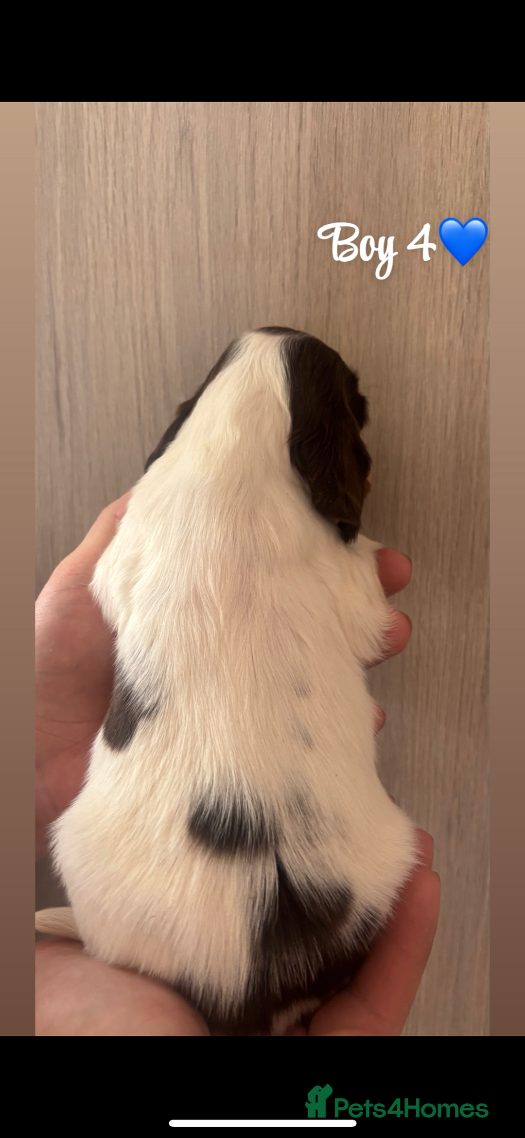 Cocker Spaniel dogs for sale: Cocker spaniel puppy’s  - Image 3