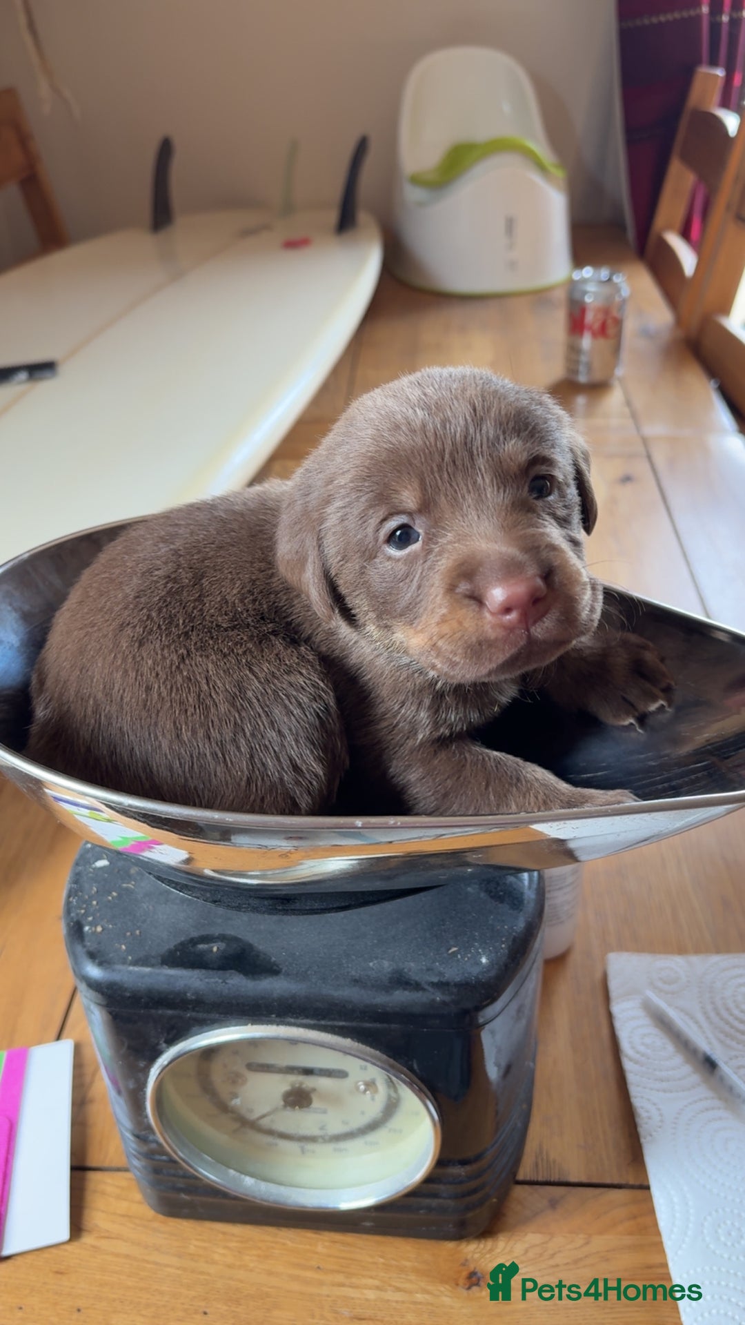 Labrador Retriever dogs for sale: Lovely unexpected litter of Labs - Image 5