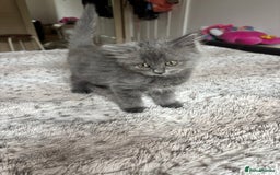 Ragdoll cats for sale: Two Blue Gray Ragdoll & Turkish angora - Image 4