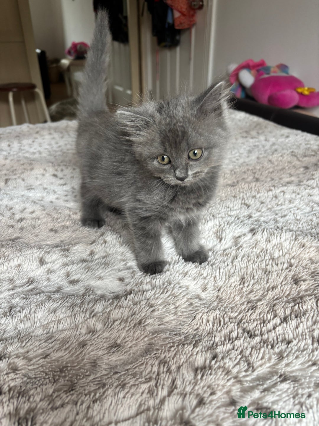 Ragdoll cats for sale: Two Blue Gray Ragdoll & Turkish angora - Image 4