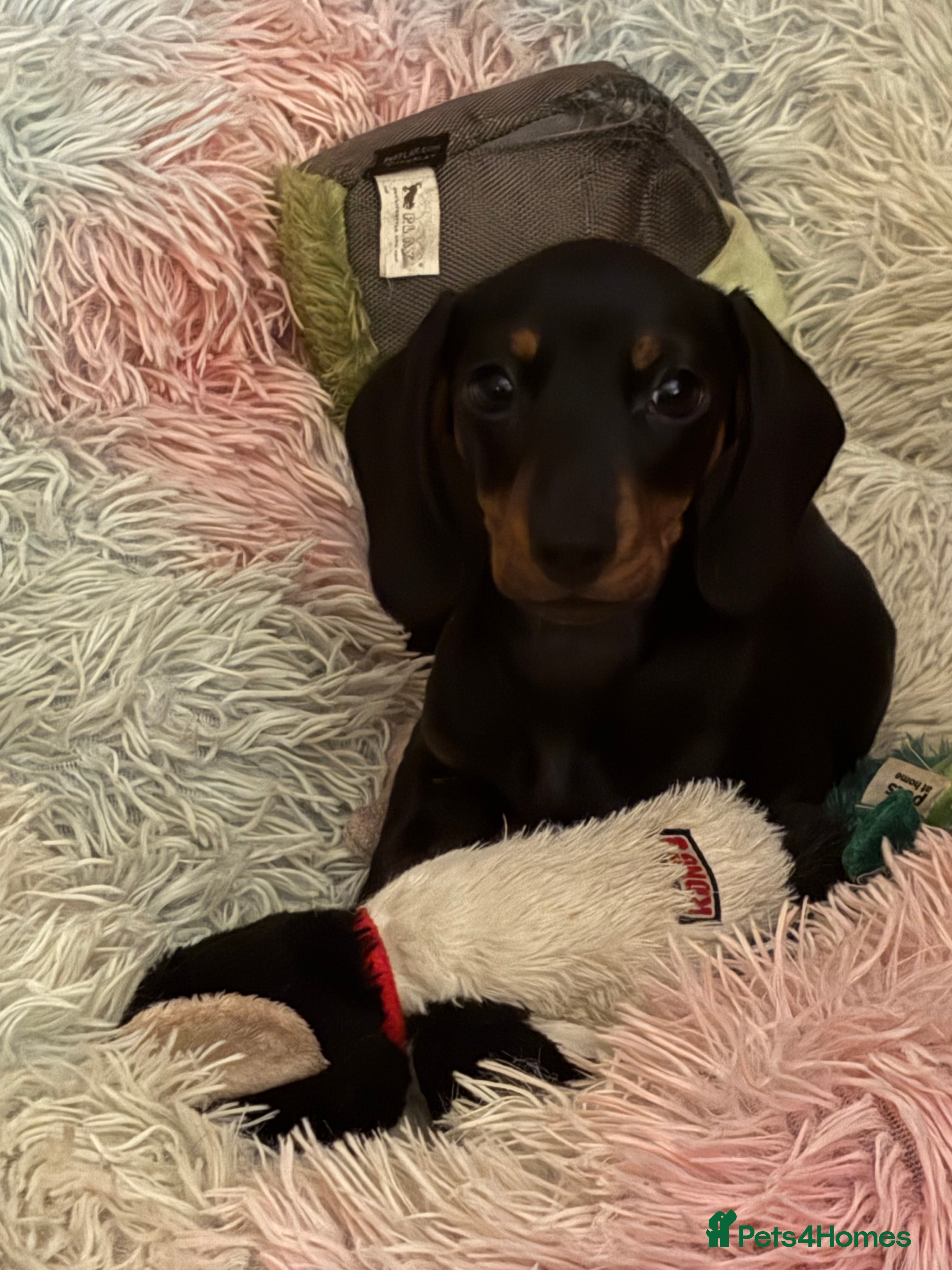 Miniature Dachshund dogs Last kc girl - Advert 14