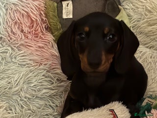 Miniature Dachshund dogs Last kc girl - Advert 10