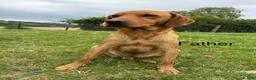 Labrador Retriever dogs for sale: Fox red & Yellow Labrador Puppies  - Advert 19