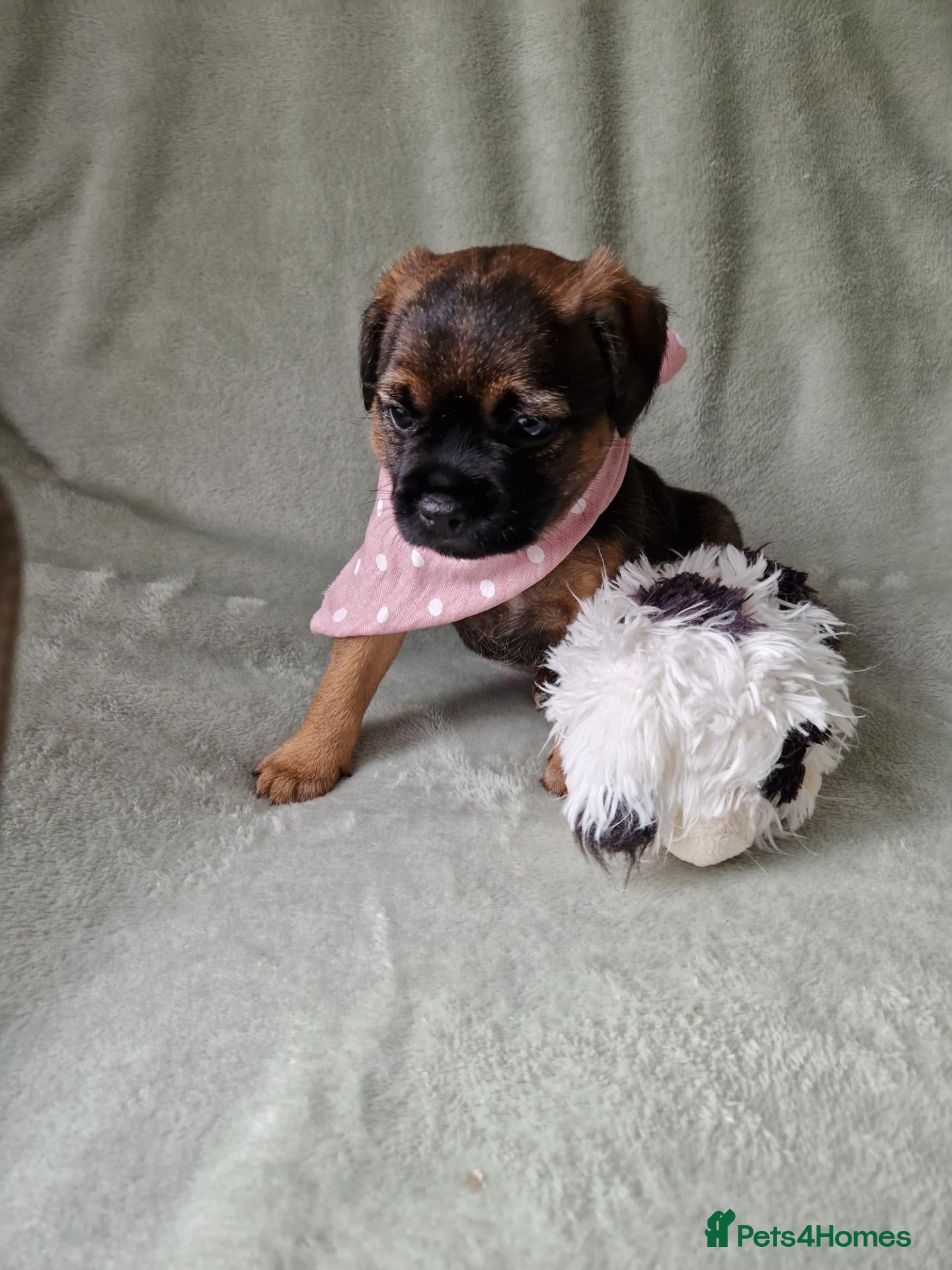 Border Terrier dogs Absolutely stunning border terrier pups slem clear - Advert 1