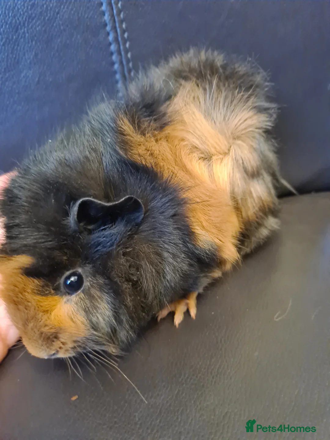 Guinea Pig rodents for sale: Beautiful fluffy baby sisters  - Advert 3