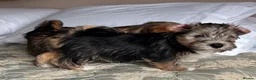 Mixed Breed dogs for sale: Norfolk x Sealyham puppies  - Advert 10