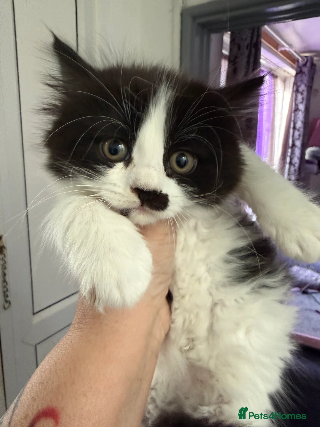 Ragcoon cats for sale: RAGCOONS  - Advert 3