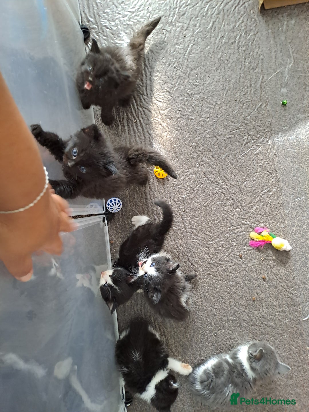 Mixed Breed cats for sale: 4 Stunning kittens for sale - Image 1