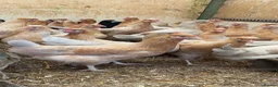 Chickens poultry for sale: Point of lay Blue / olive egg layers  - Advert 1
