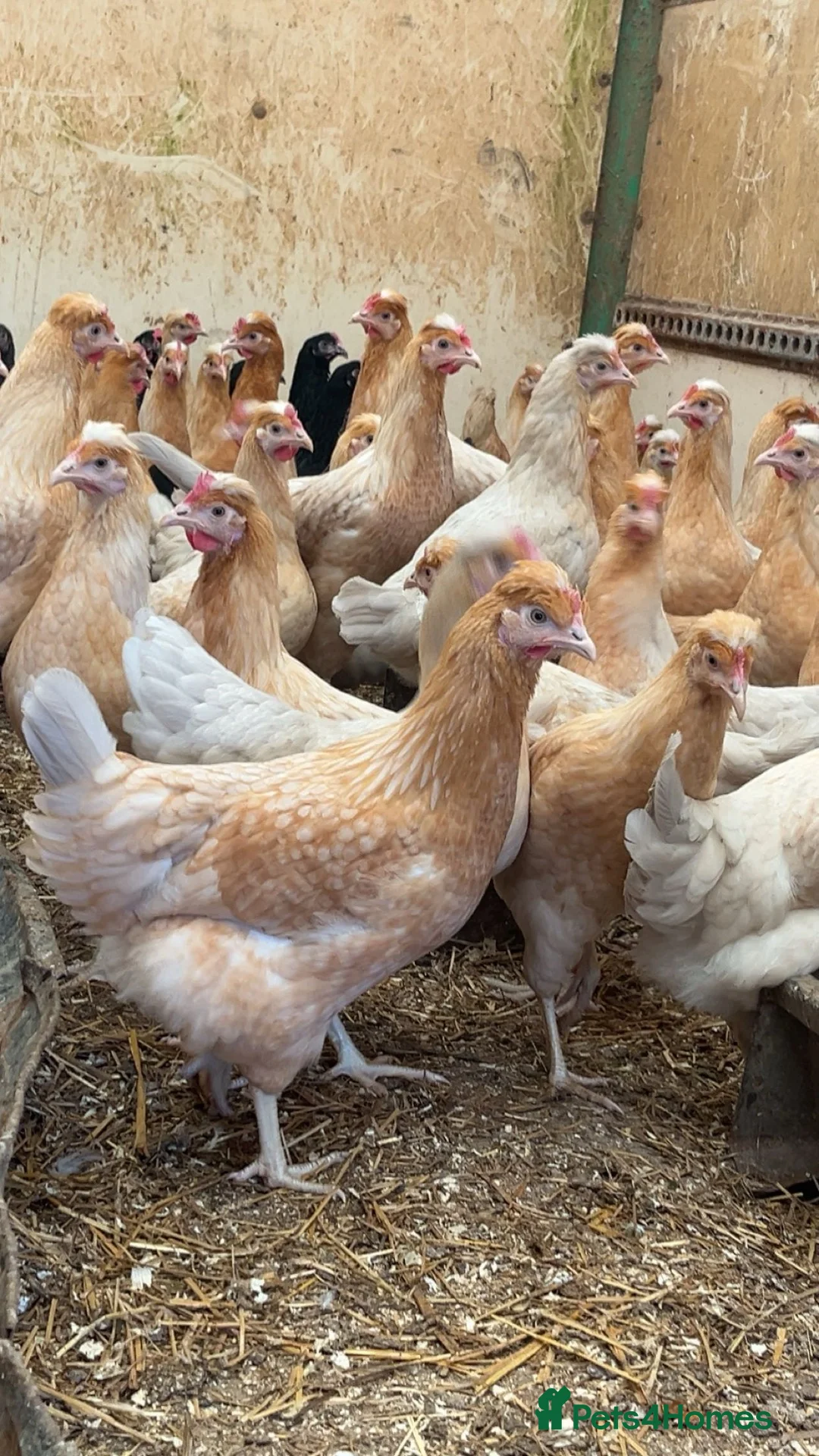 Chickens poultry for sale: Point of lay Blue / olive egg layers  - Advert 1