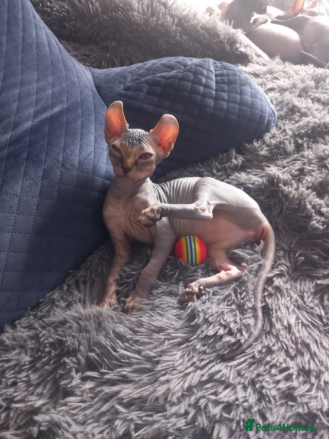Sphynx cats for sale: Health checked fully vaccinated amazing kittens  - Image 25