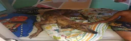 Greyhound dogs for sale:  **  Trigger 4 yo male greyhound in Newmarket - Advert 2