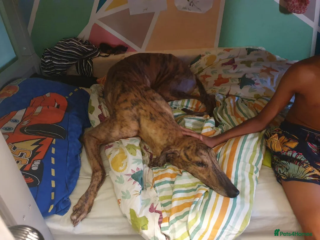 Greyhound dogs for sale:  **  Trigger 4 yo male greyhound in Newmarket - Advert 2