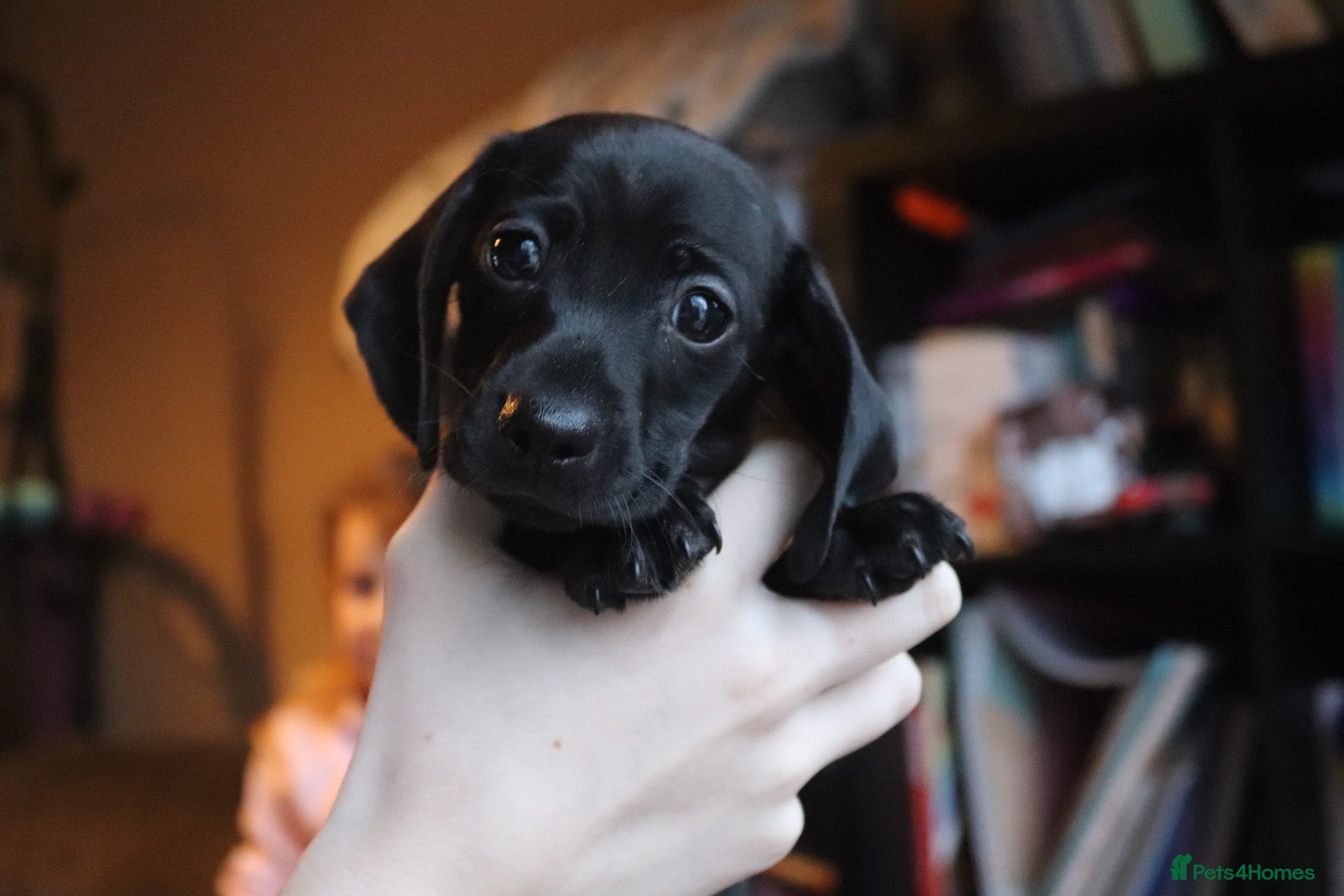 Miniature Dachshund dogs Mini Dachshunds❤️ - Advert 4