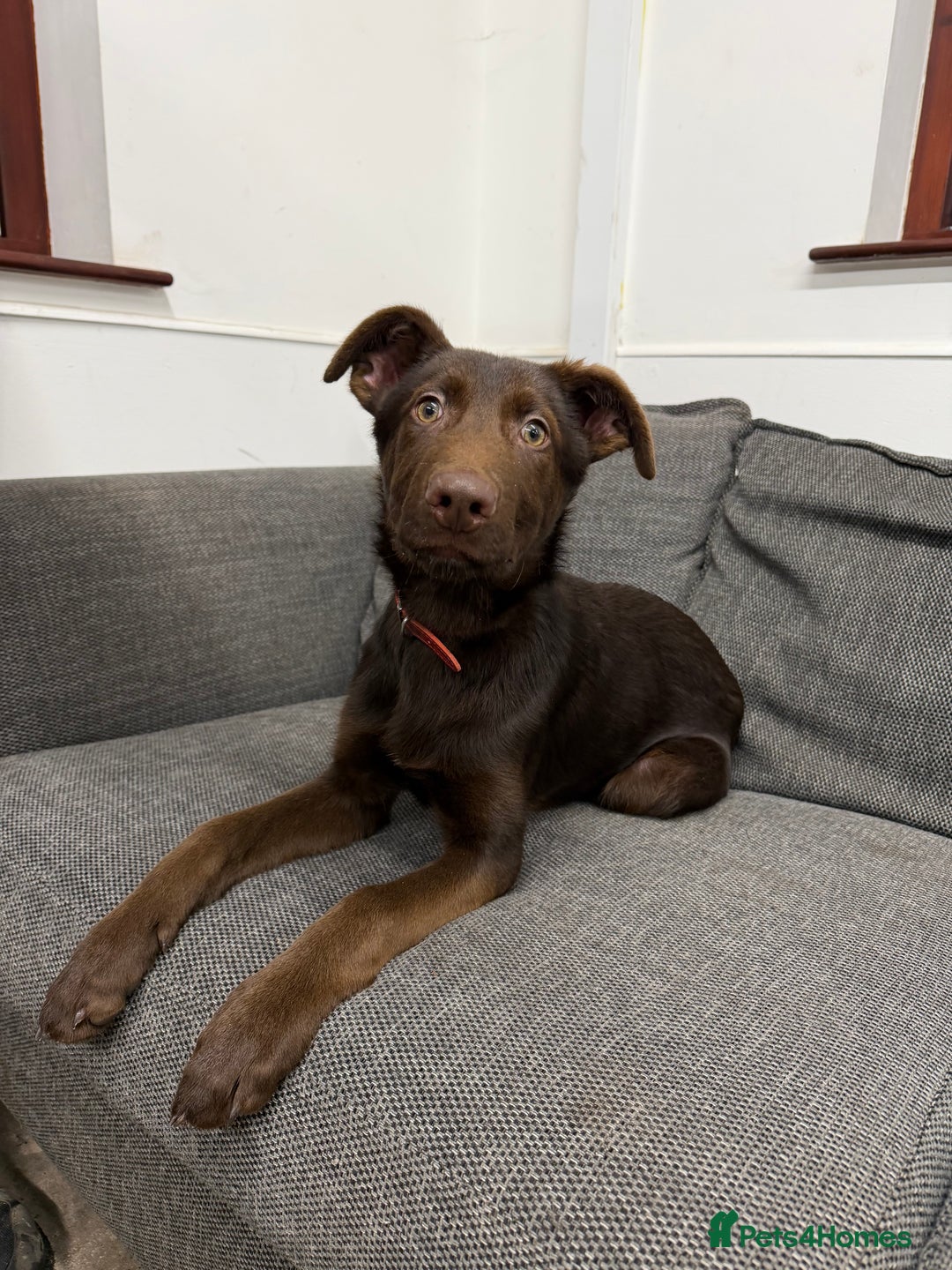 German Shepherd dogs for sale: Liver & Tan German Shepherd Young, Male, Trained  - Advert 17