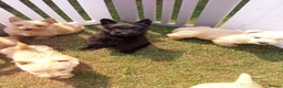 Scottish Terrier dogs for sale: Scottish terrier puppies in Brecon - Advert 1
