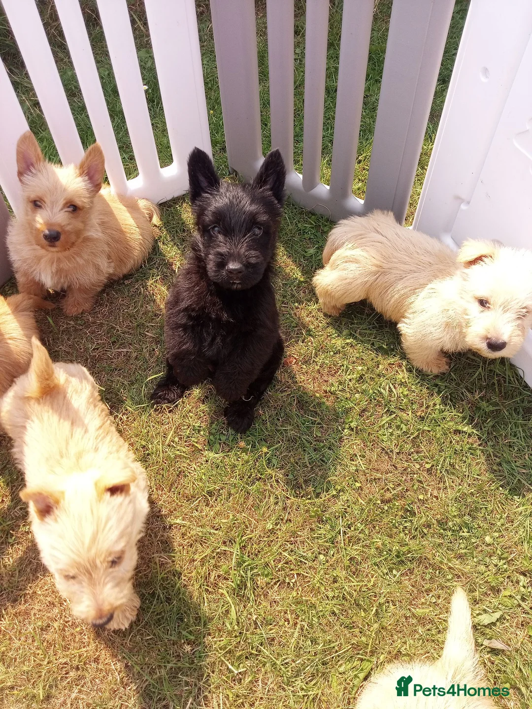 Scottish Terrier dogs for sale: Scottish terrier puppies in Brecon - Advert 1