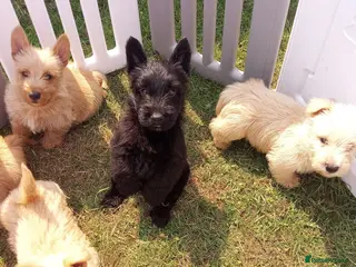 Scottish Terrier dogs Scottish terrier puppies - Advert 2