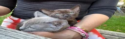 Burmese cats for sale: Well socialised GCCF-reg'd pedigree Burmese kits - Advert 17