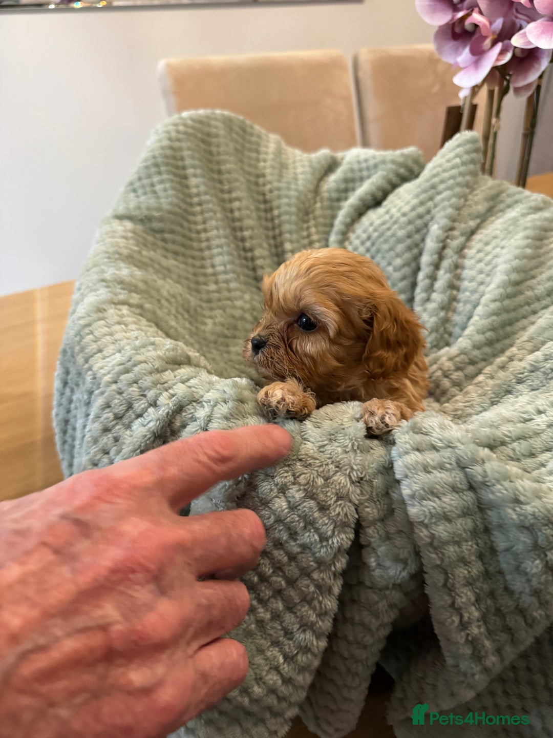 Cavapoo dogs for sale: Cavapoo puppies - Advert 7