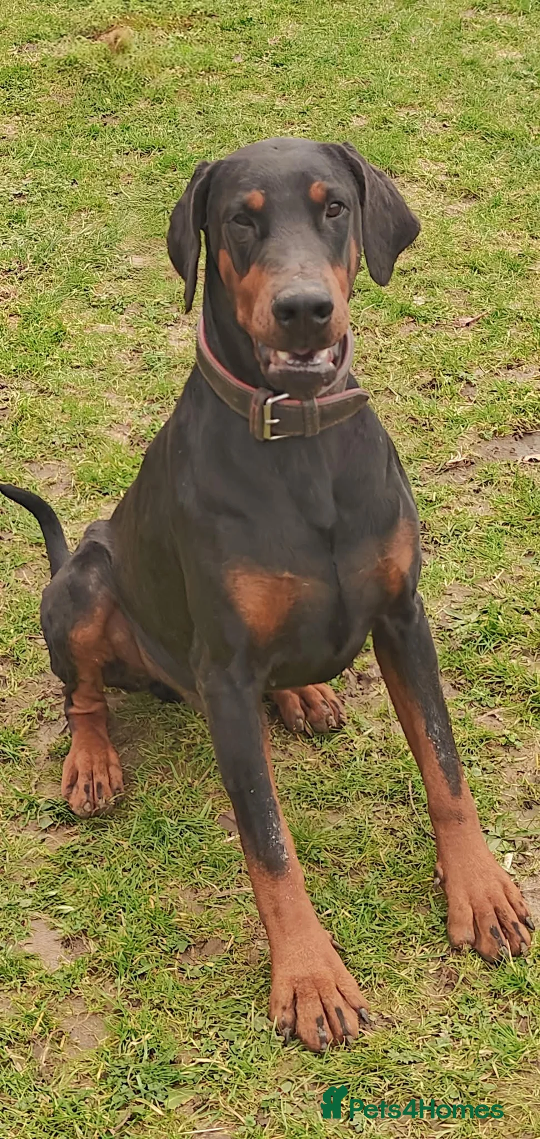 Mixed Breed dogs for sale: A very rare opportunity... - Advert 6