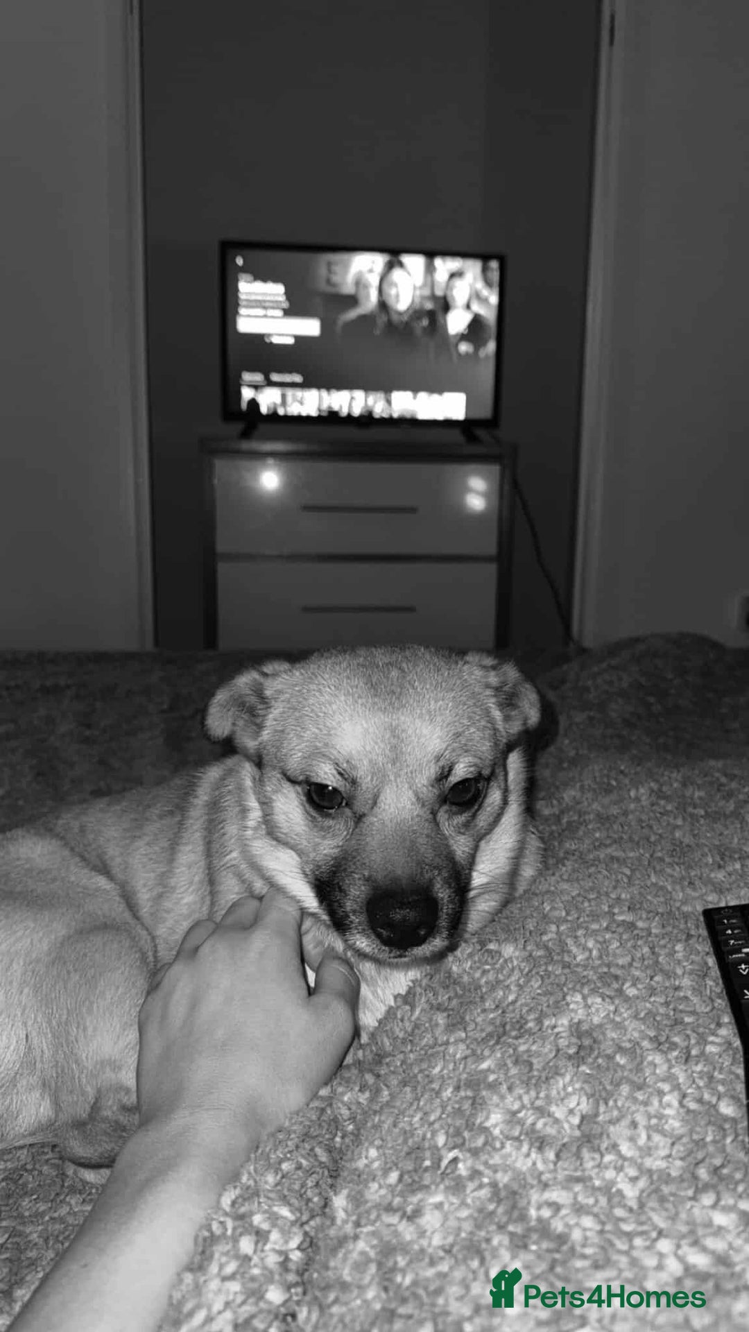 Mixed Breed dogs for adoption: TED   - Advert 13