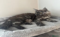 Maine Coon cats for sale: *READY NOW* STUNNING TICA ACTIVE FEMALE KITTEN  - Image 12