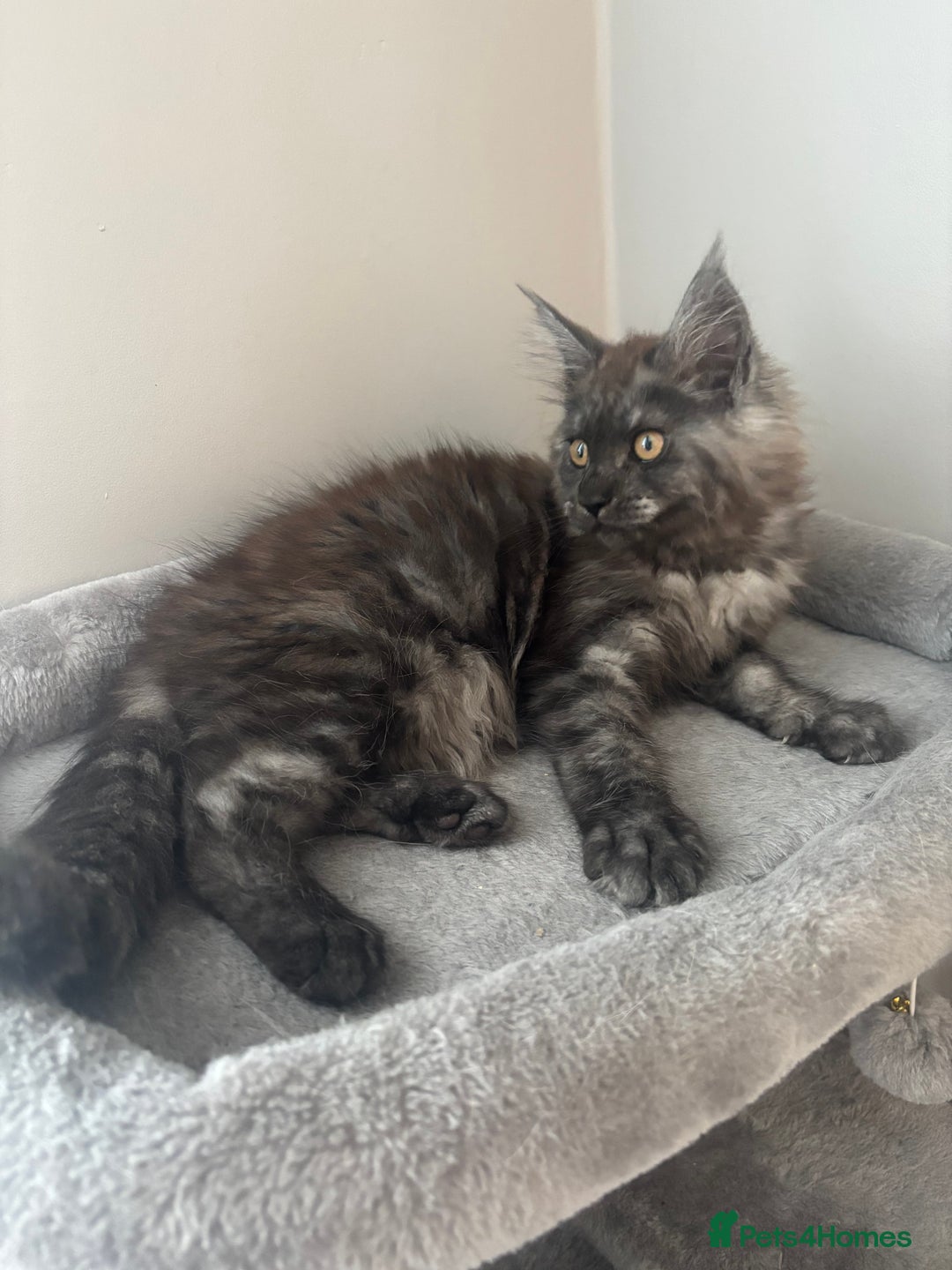 Maine Coon cats for sale: *READY NOW* STUNNING TICA ACTIVE FEMALE KITTEN  - Image 12