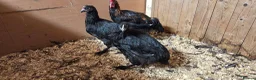Chickens poultry for sale: French Copper Maran Poulets  in Middlesbrough - Advert 1