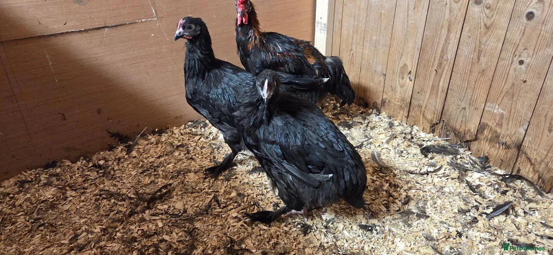 Chickens poultry for sale: French Copper Maran Poulets  in Middlesbrough - Advert 1