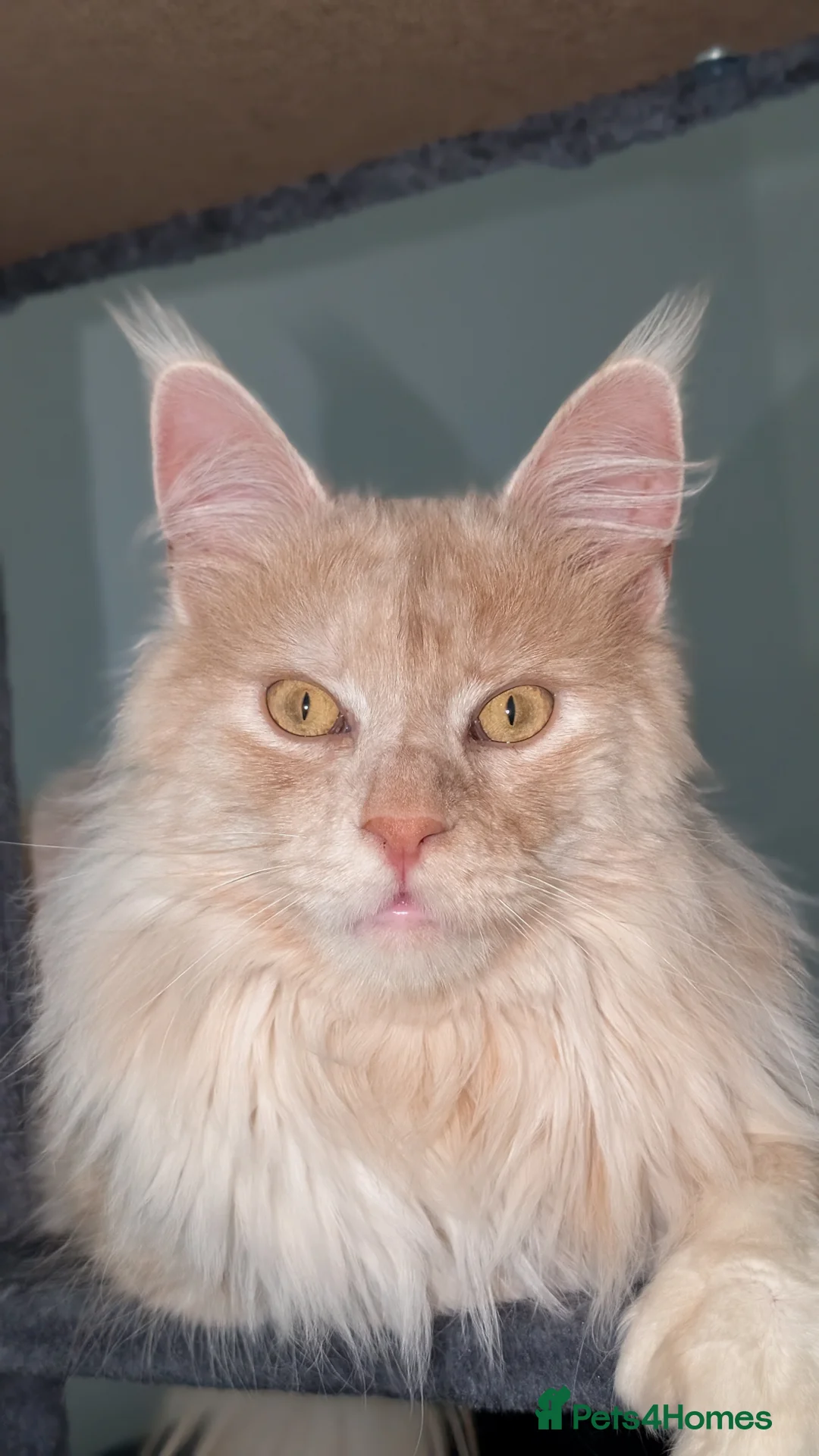 Maine Coon cats for sale: 66/66 TICA Champ Line Maine Coon Polydactyl Stud  - Advert 8