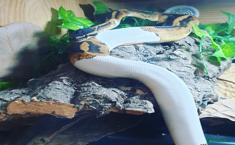 Python Snake reptiles - Advert 4