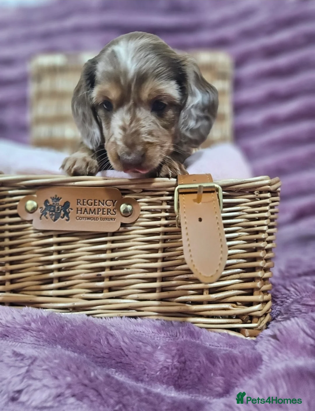 Miniature Dachshund dogs for sale: Miniature Dachshund puppies - Advert 2