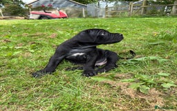 Cane Corso dogs for sale: Beautiful cane Corso puppies  - Image 19