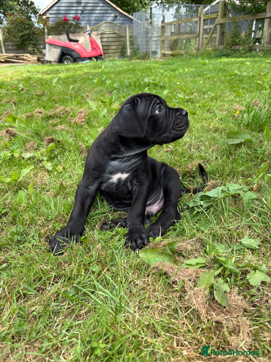 Cane Corso dogs for sale: Beautiful cane Corso puppies  - Image 19